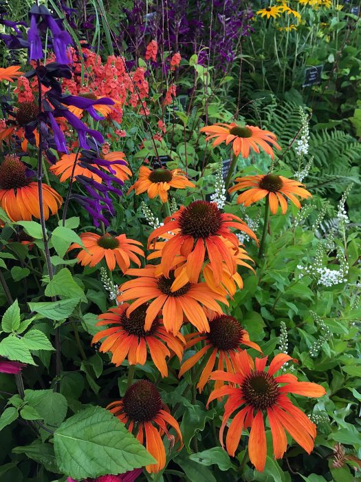 Colourful flowers on Primrose Bank's Southport Flower Show display