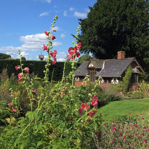 Hollyhocks seem to tower over a cottage at Arley Hall