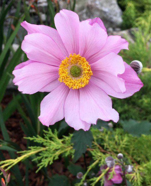 Perfect pink Japanese anemone flower with gold stamens