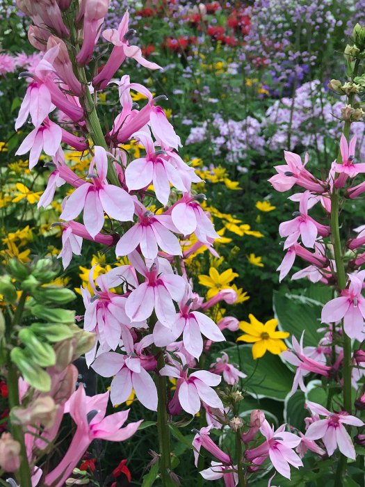 Lobelia 'Compton Pink' with other flowers