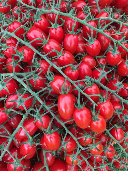 Tomato 'Lyterno' at the Southport Flower Show
