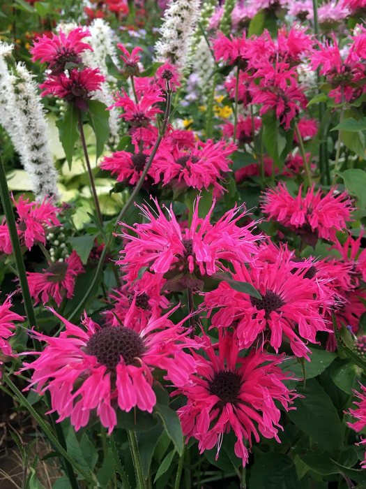 Monarda 'Pink Lace' with other hardy plants by Holden Clough Nurseries