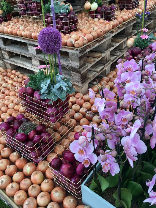 Display of onions and orchids at the Southport Flower Show