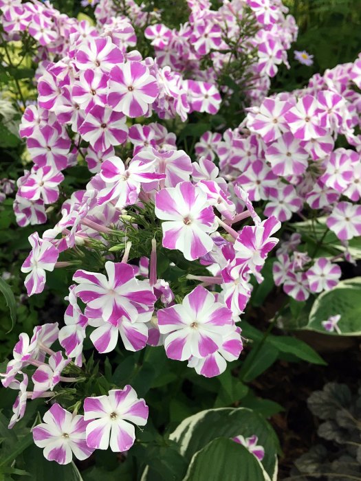 Phlox paniculata with a star shaped design