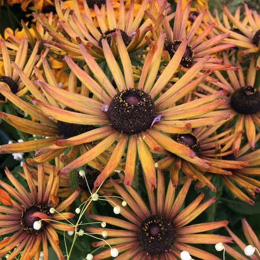 Rudbeckia 'Summerina Electra Shock' has narrow, strappy petals
