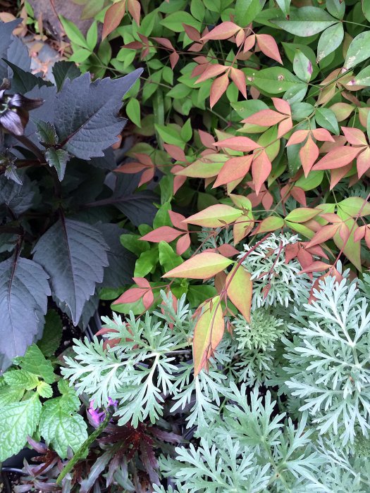 Leaves in different shapes and colours