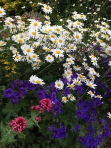 Geraniums dress the bare stems of daisies