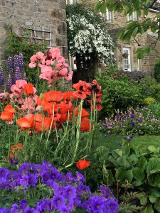 Flower garden with geraniums