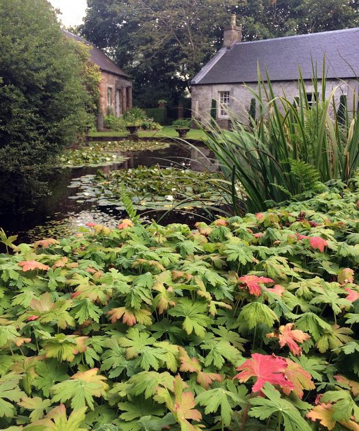 Geranium macrorrhizum at Ian Hamilton Finlay's Little Sparta