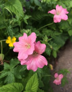 Geranium oxonianum 'Wageningen' has salmon pink flowers