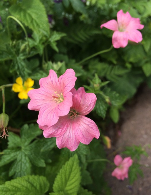 Geranium oxonianum 'Wageningen' has salmon pink flowers