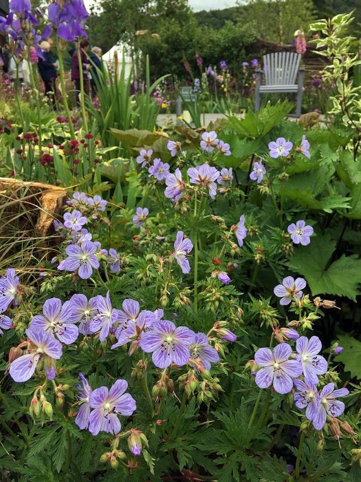Geranium pratense 'Mrs Kendall Clark' in the RHS Garden For Wildlife: Wild Woven