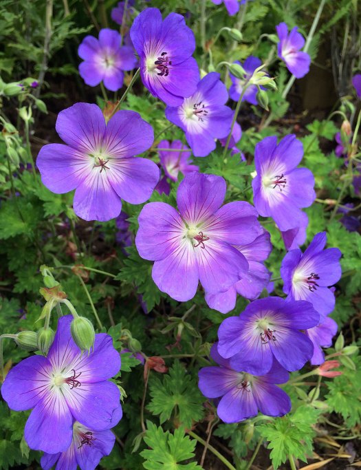 Geranium 'Rozanne' has purple-blue flowers with white centres