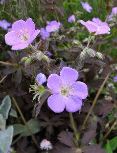 Geranium with chocolate foliage