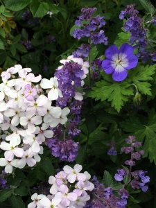 Geranium with nepeta and stocks