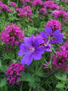 Purple geranium with bright pink Phuopsis stylosa