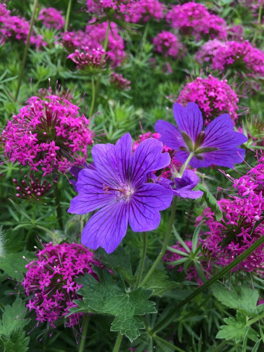 Purple geranium with bright pink Phuopsis stylosa