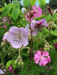 Veined geranium with pink silene