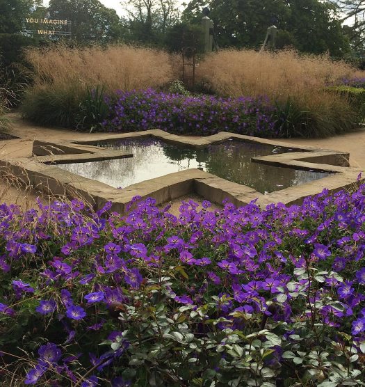 Geraniums with tall grass by a pond at Jupiter Artlands