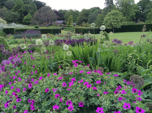 Bold pink geraniums in the mixed border at RHS Harlow Carr