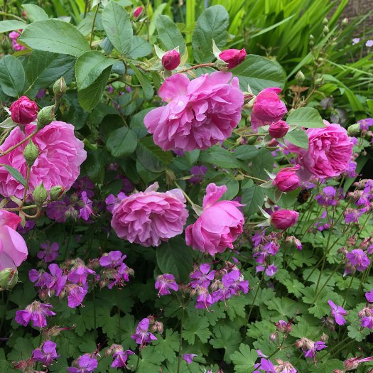Rosa 'Harlow Carr' underplanted with hardy geranium