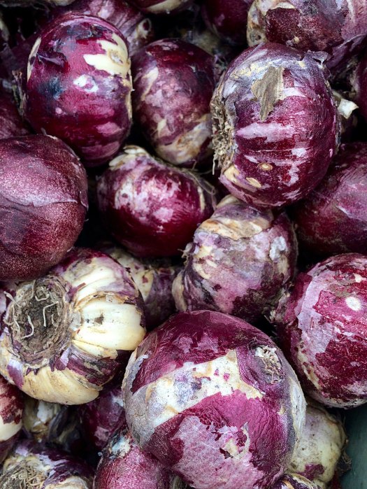 Hyacinth bulbs with purple, papery skins