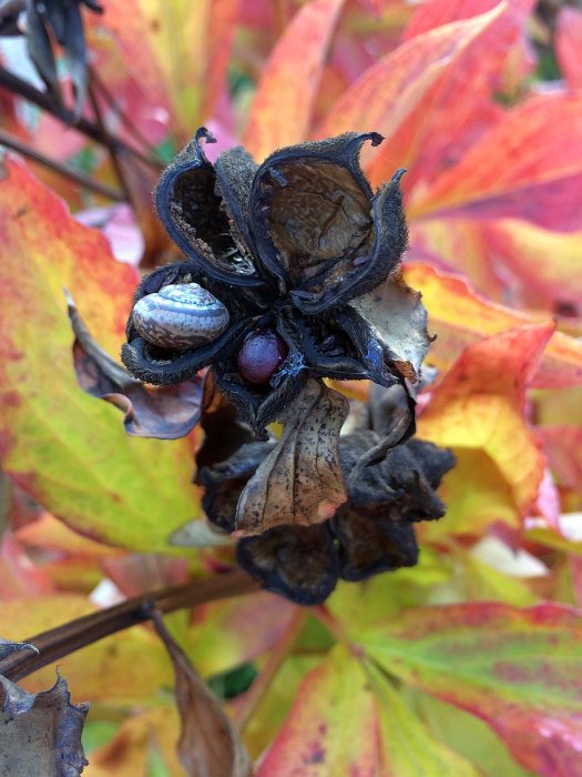 Snail in a peony seed husk