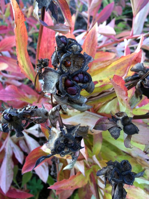 Ladybird sheltering in a peony seed husk