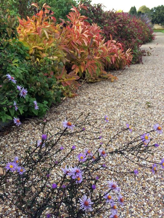 A rabbit's eye view of an autumn border at Trentham Gardens