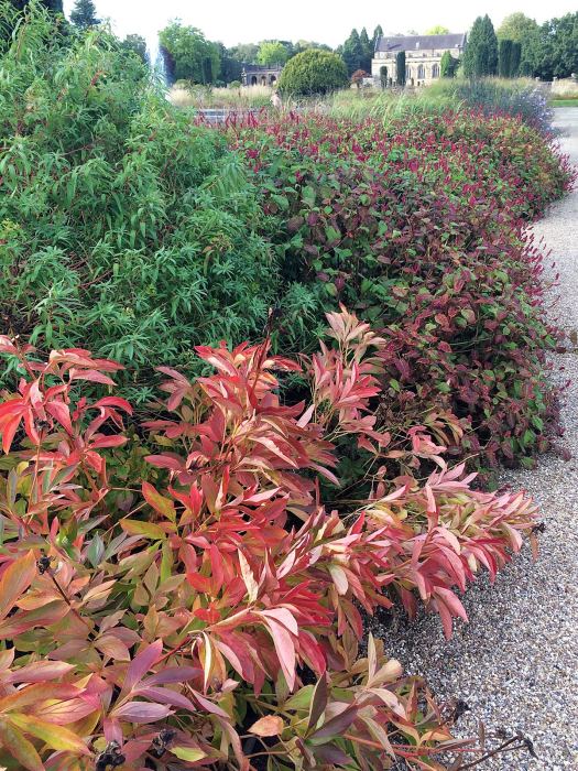 Peony foliage in autumn colours in a border at Trentham Gardens