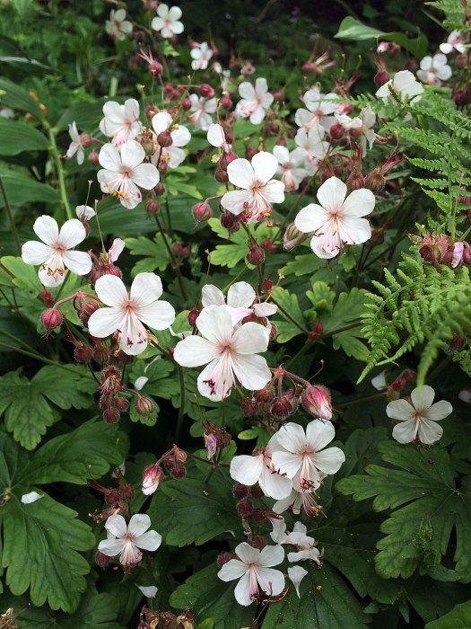 White geranium with ferns