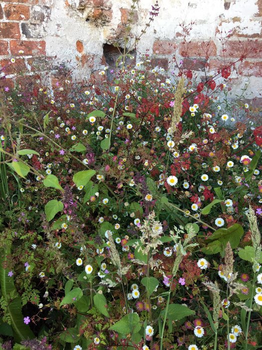 A tangle of wild flowers against a brick wall