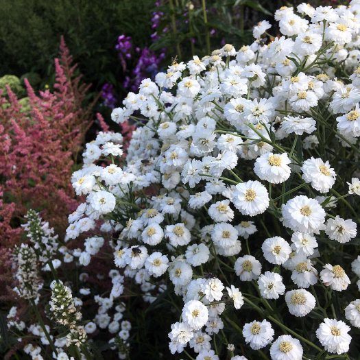 Achillea ptarmica (white sneezeweed)
