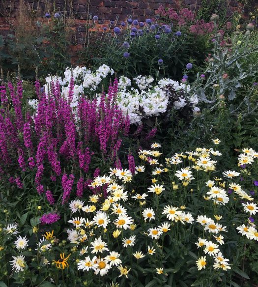 Lythrum, leucanthemum, phlox and echinops