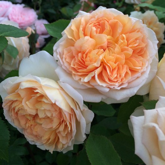 Bathsheba climbing rose has large, apricot flowers