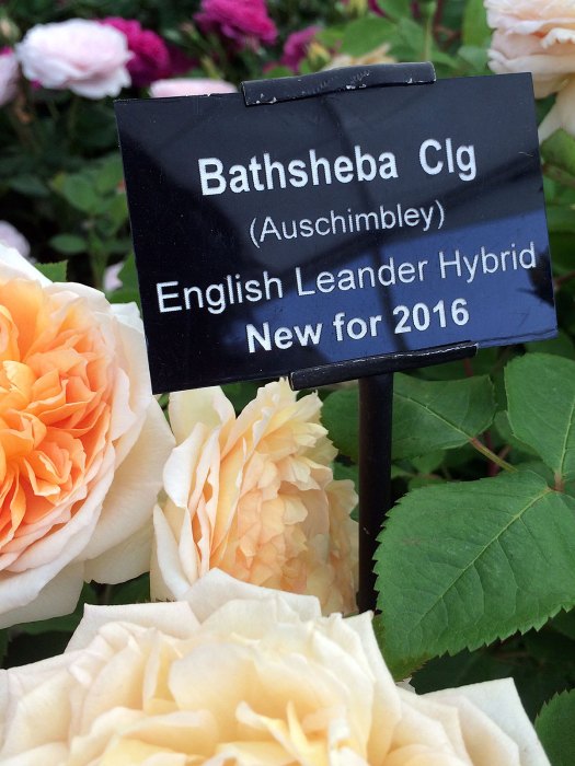 Bathsheba plant label
