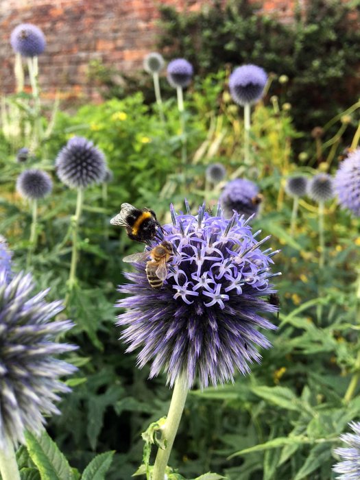 Bees foraging on Echinops ritro