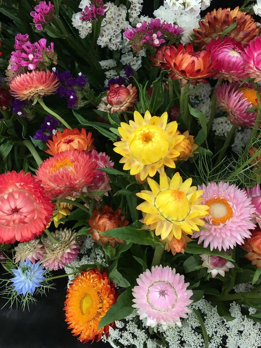 Colourful everlasting flowers