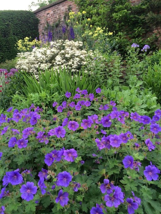 Blue geraniums in a perennial border