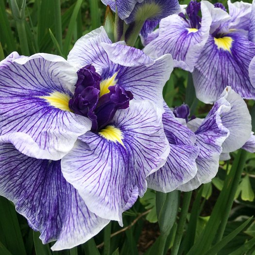 Showy white iris with purple veins and yellow signal