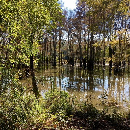 Trees in and around backwater, their leaves radiant in the sun