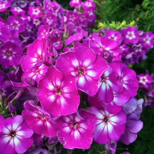 Bright pink and white phlox