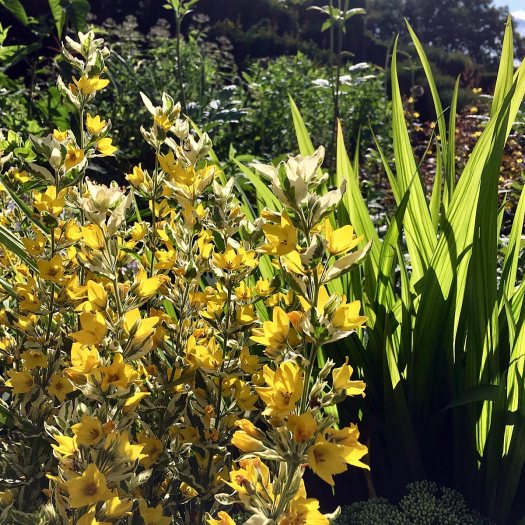 Variegated loosestrife backlit by the sun