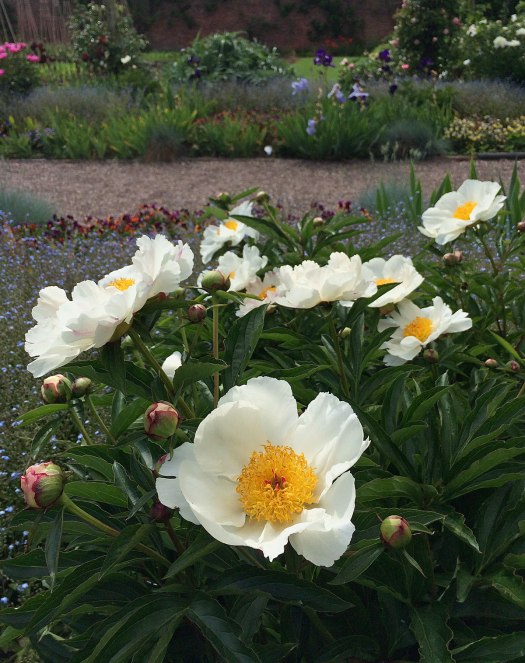 White peony with golden stamens in a flower garden