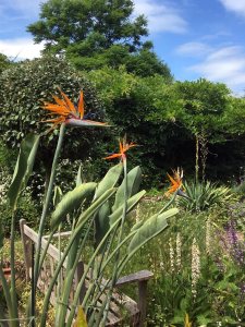 Bird of Paradise flowers