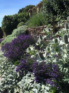 Eryngium, lavender and stachys in a terraced garden