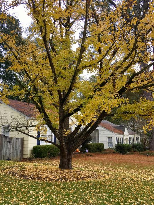 Autumn foliage on a Ginkgo tree