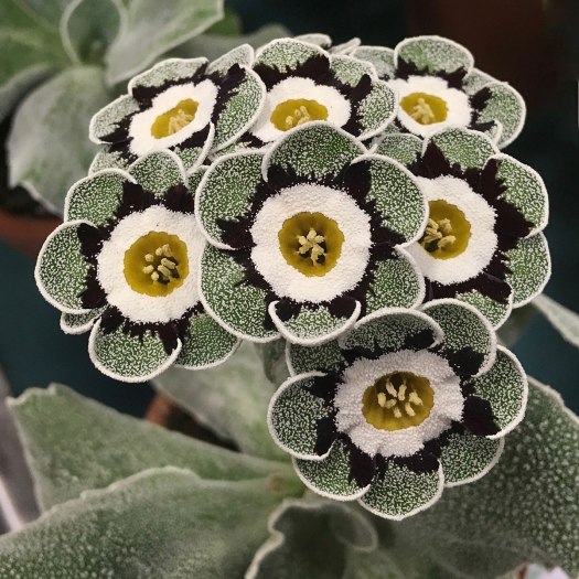 Grey edged Primula auricula 'Sea Peep'