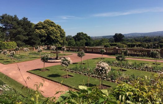 White standard roses at Hestercombe Garden