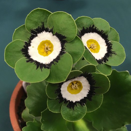 Green Primula auricula 'Kermit' on the show bench